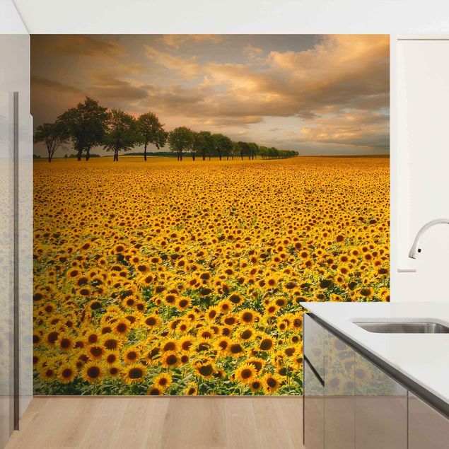 Contemporary wallpaper Field With Sunflowers