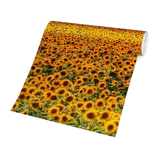 Wallpapers landscape Field With Sunflowers