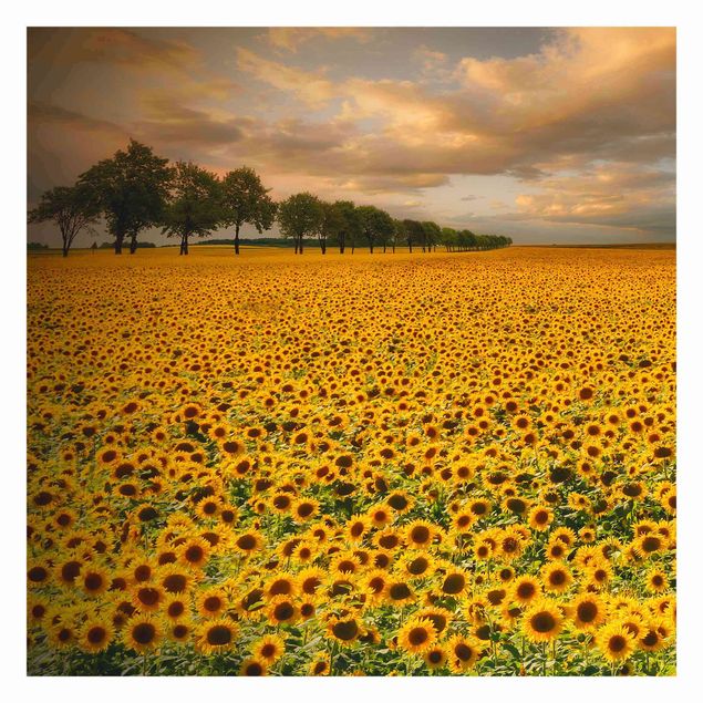 Wallpapers yellow Field With Sunflowers