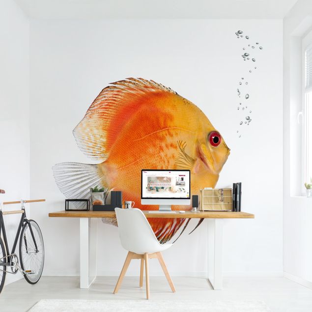Kitchen Fire Red Discus fish