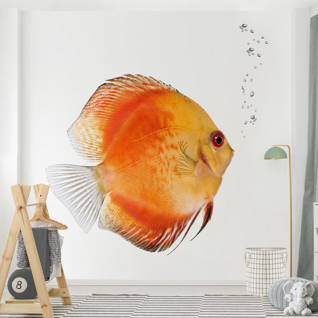 Wallpapers fishes Fire Red Discus fish