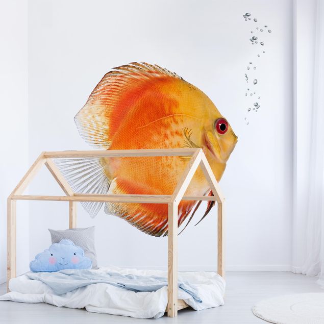 Wallpapers animals Fire Red Discus fish