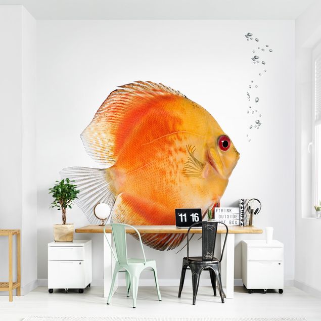 Wallpapers modern Fire Red Discus fish