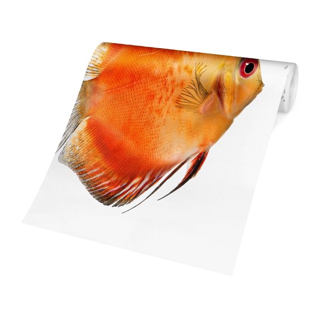 Self adhesive wallpapers Fire Red Discus fish