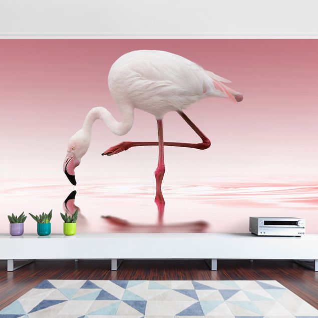 Wallpapers birds Flamingo Dance