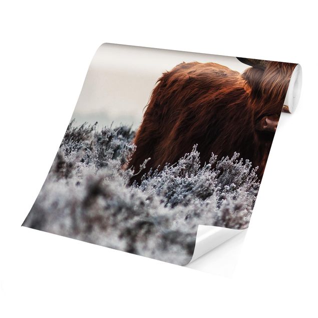 Self adhesive wallpapers Bison In The Highlands