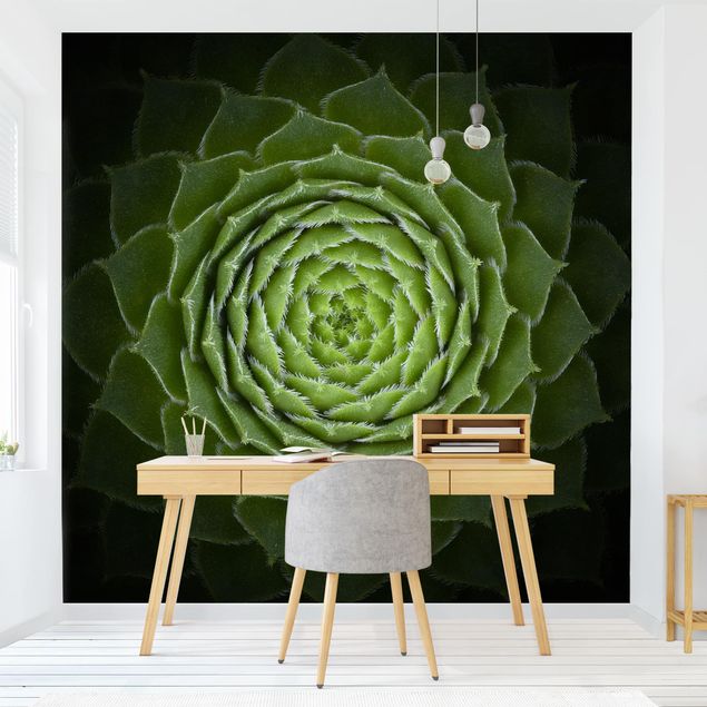 Wallpapers patterns Mandala Succulent