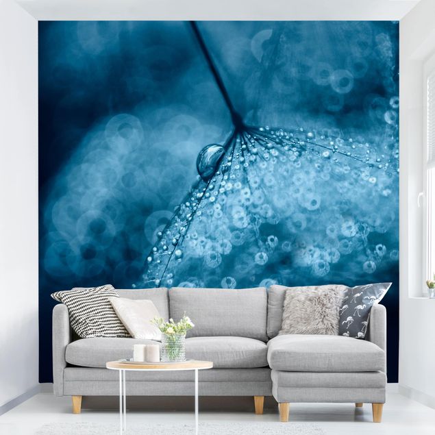 Wallpapers dandelion Blue Dandelion In The Rain