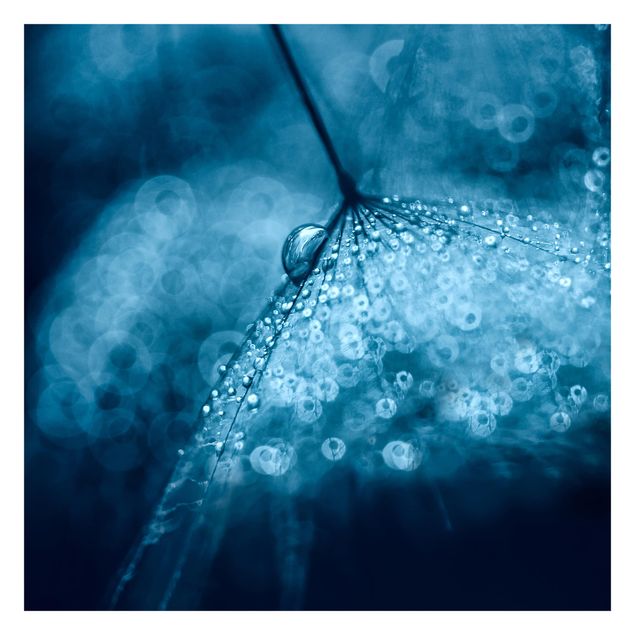 Adhesive wallpaper Blue Dandelion In The Rain