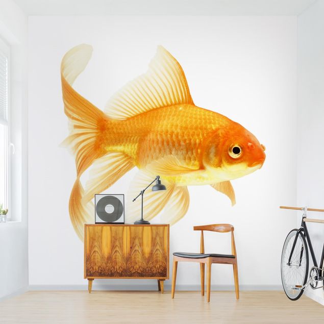 Wallpapers fishes Ms Goldfish