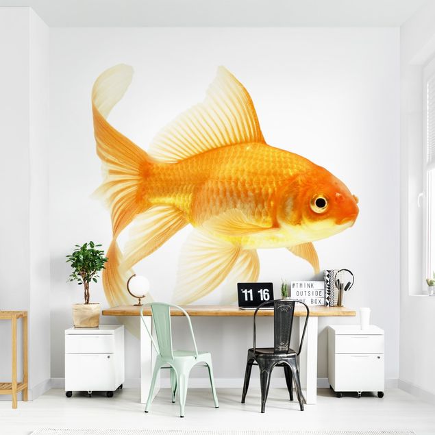 Wallpapers animals Ms Goldfish