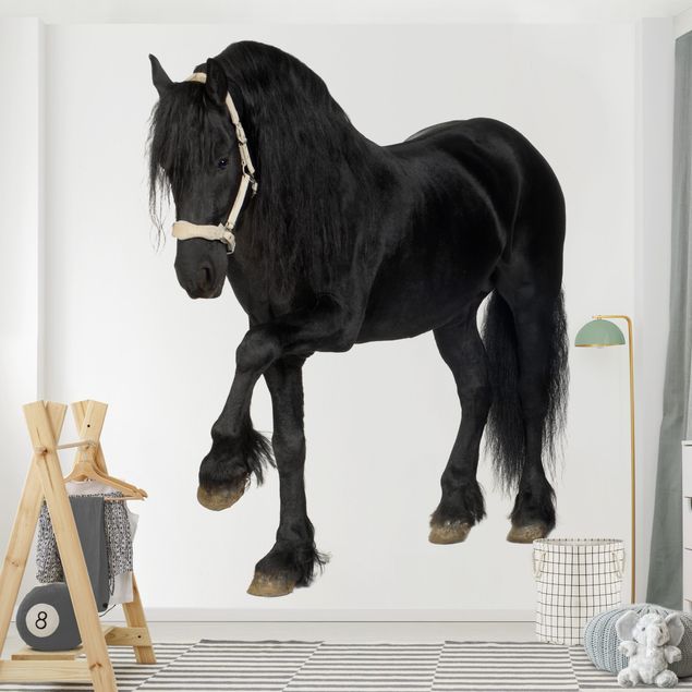 Wallpapers horse Friesian Mare