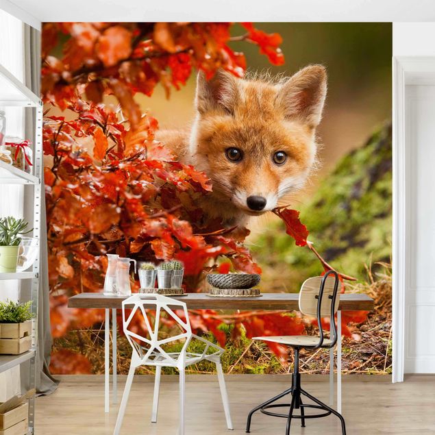 Kitchen Fox In Autumn