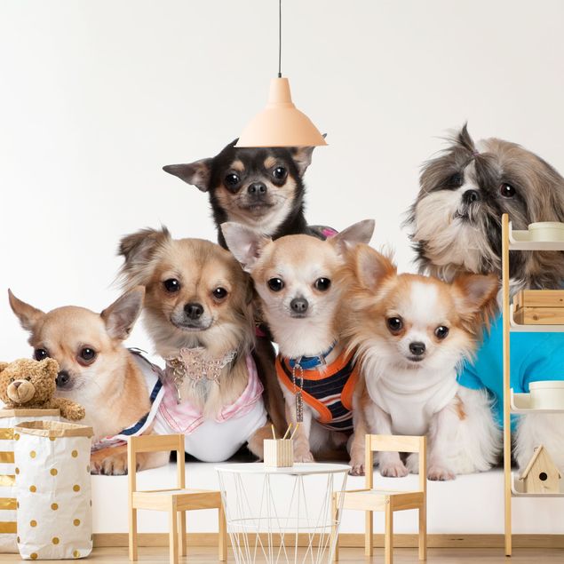 Wallpapers dog Five Chihuahuas And A Shi