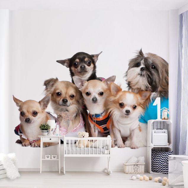 Wallpapers animals Five Chihuahuas And A Shi