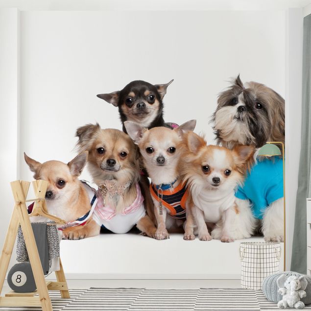 Wallpapers modern Five Chihuahuas And A Shi
