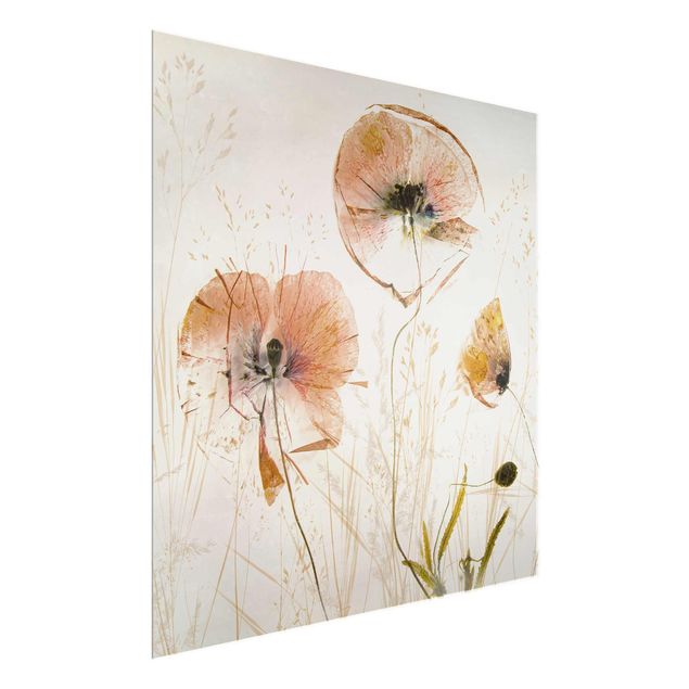 Glass prints flower Dried Poppy Flowers With Delicate Grasses