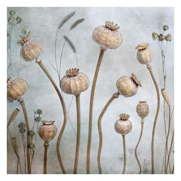 Wallpapers brown Dried Poppy Flower