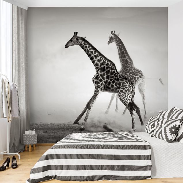 Black white wallpaper Giraffe Hunt
