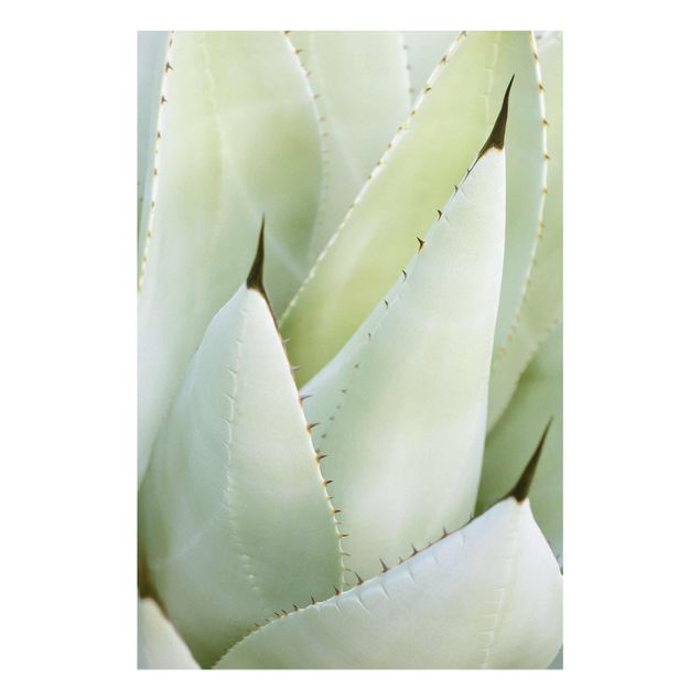 Prints green Aloe