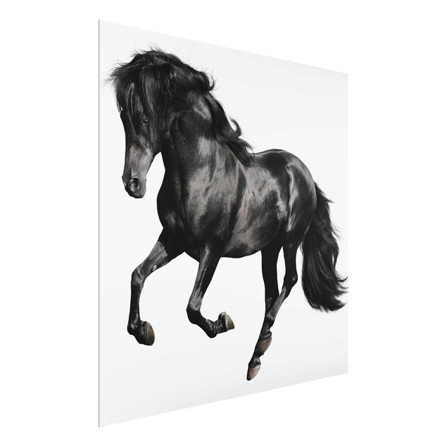 Prints animals Arabian Stallion