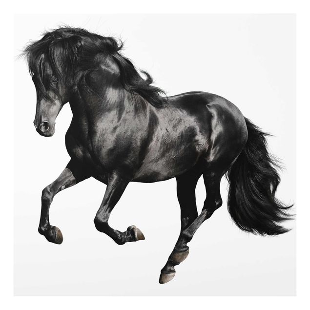 Prints black and white Arabian Stallion