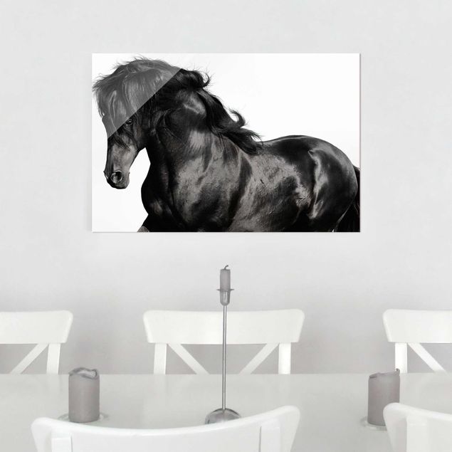 Glass prints black and white Arabian Stallion