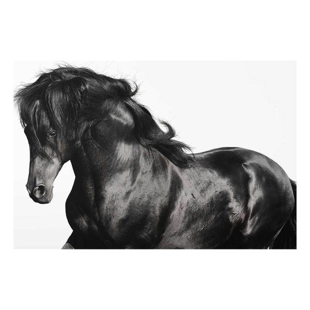 Prints black and white Arabian Stallion