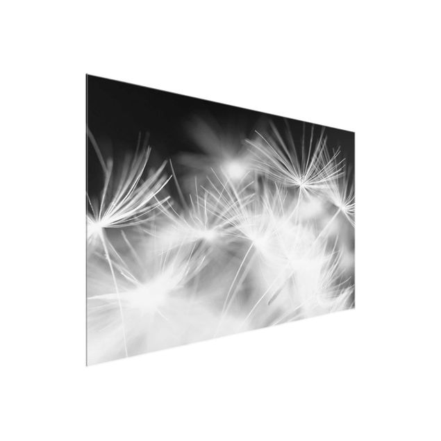 Glass prints flower Moving Dandelions Close Up On Black Background