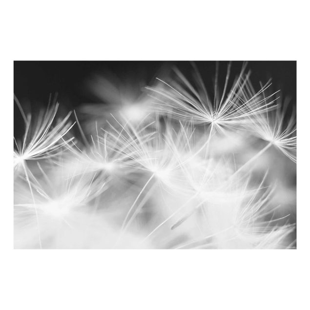 Glass prints black and white Moving Dandelions Close Up On Black Background