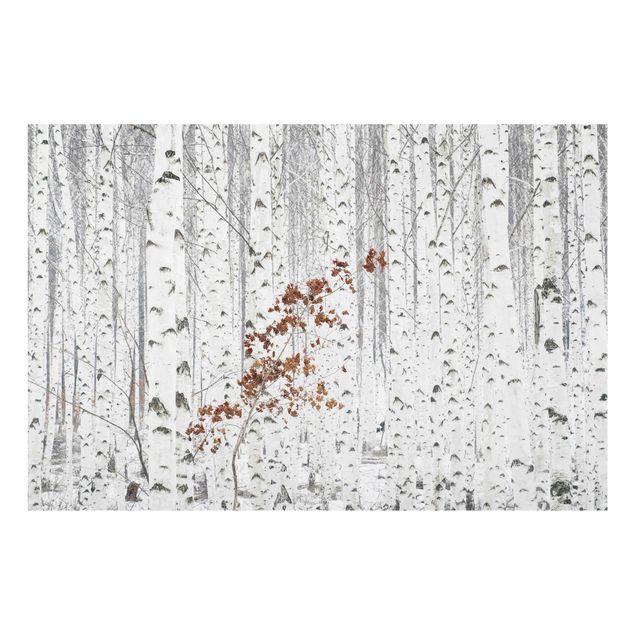 Glass prints landscape Birch Trees In Autumn