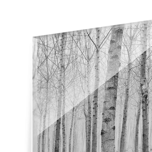 Prints black and white Birches In November