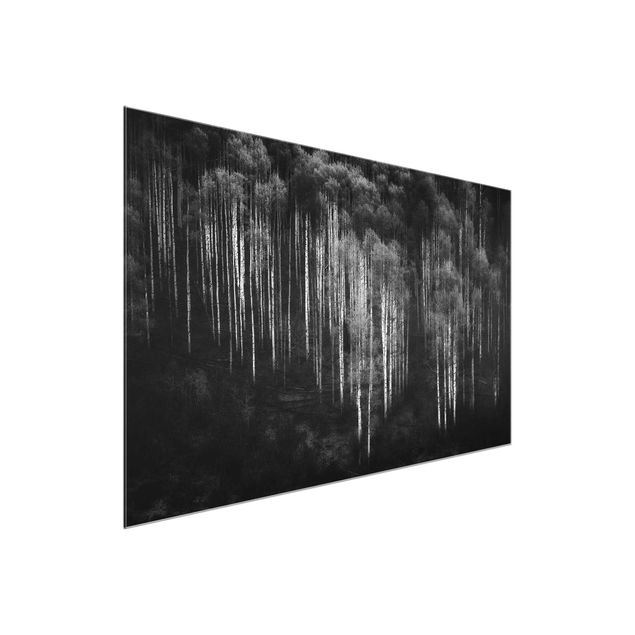 Glass prints black and white Birch Forest In Aspen