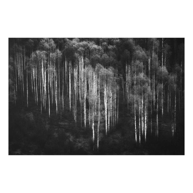 Glass prints landscape Birch Forest In Aspen