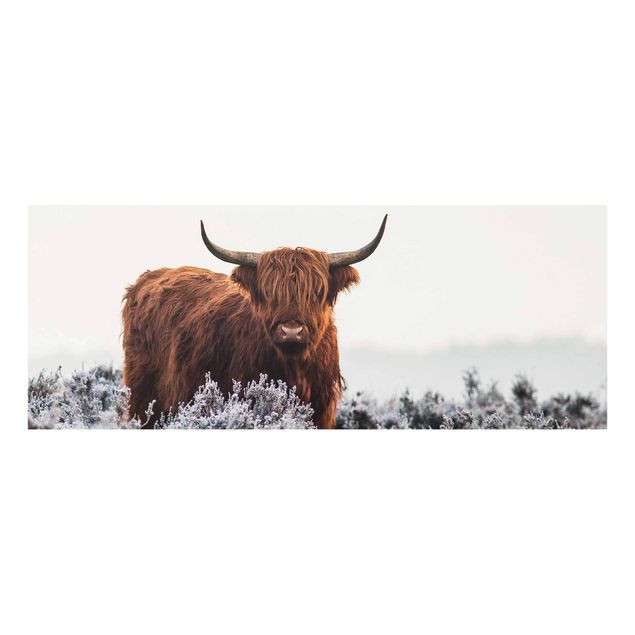 Prints Bison In The Highlands