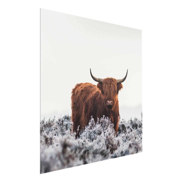 Modern art prints Bison In The Highlands