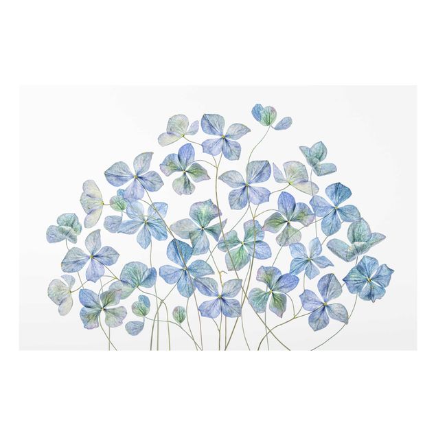 Prints blue Blue Hydrangea Flowers