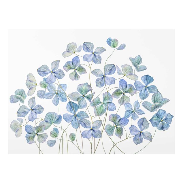 Prints blue Blue Hydrangea Flowers