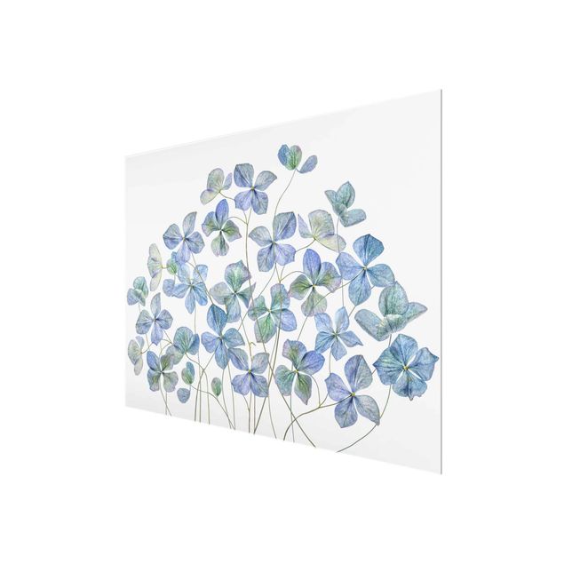 Prints Blue Hydrangea Flowers