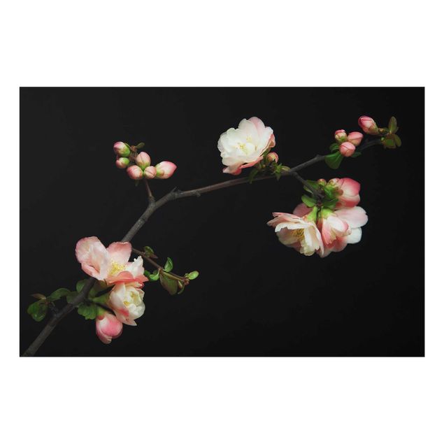 Prints Blossoming Branch Apple Tree