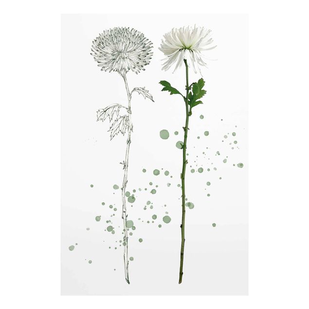 Floral prints Botanical Watercolour - Dandelion