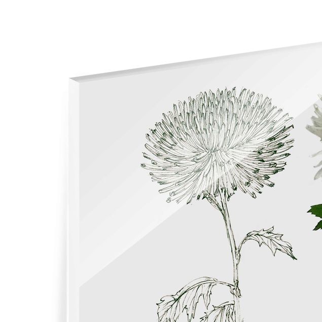 Magnettafel Glas Botanical Watercolour - Dandelion