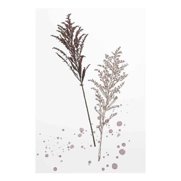Prints Botanical Watercolour - Fescue Reed
