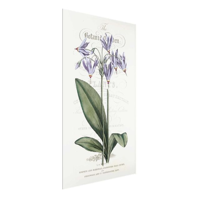 Prints floral Botanical Tableau - Shooting Star