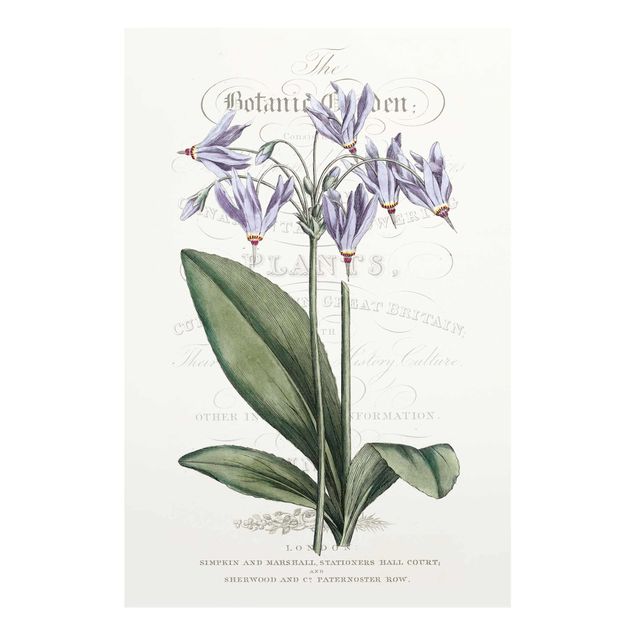 Prints Botanical Tableau - Shooting Star