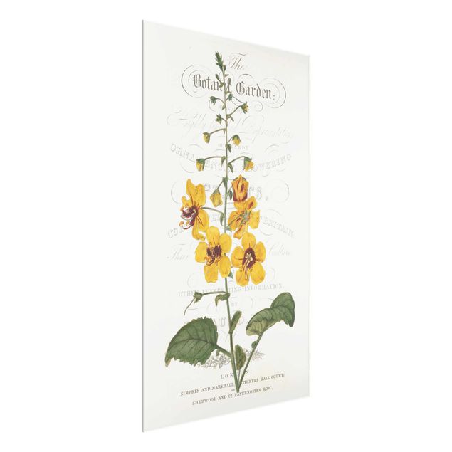 Floral canvas Botanical Tableau - Mullein
