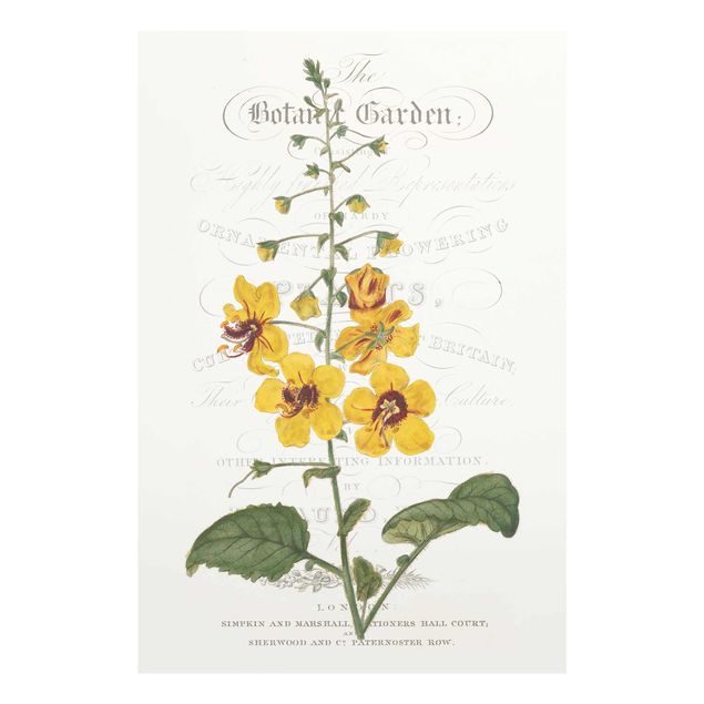 Prints Botanical Tableau - Mullein