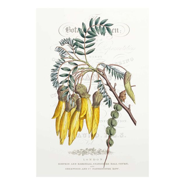 Prints Botanical Tableau - Schnurbaum