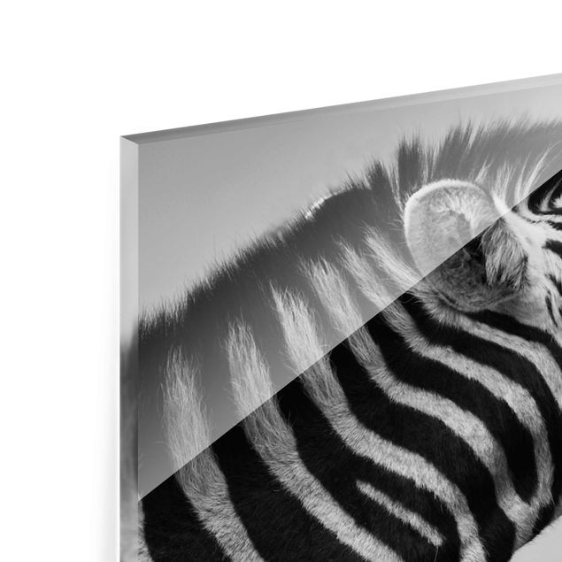 Glas Magnettafel Roaring Zebra ll