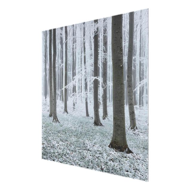 Nature wall art Beeches With Hoarfrost